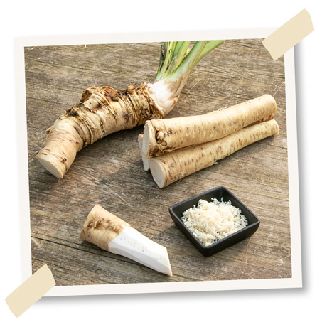 Meerrettich pflanzen