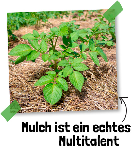 Mulch ist ein echtes Multitalent