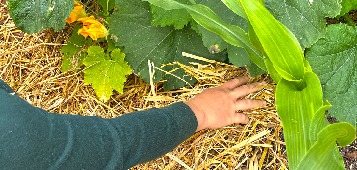 mulchen mit Stroh im Garten
