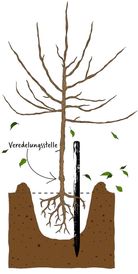 obstbaum pflanzen veredelungsstelle