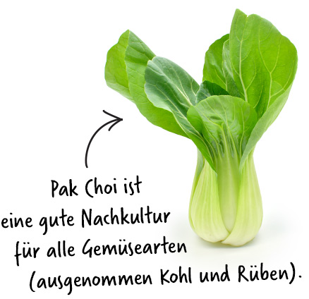 pak choi nachkultur wintergemuese