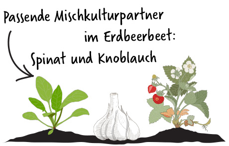 passende mischkultur spinat