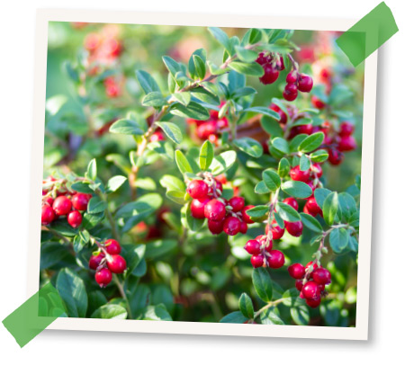 preiselbeerpflanzen-cranberry