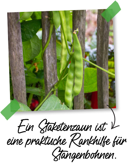 Rankhilfe für Stangenbohnen