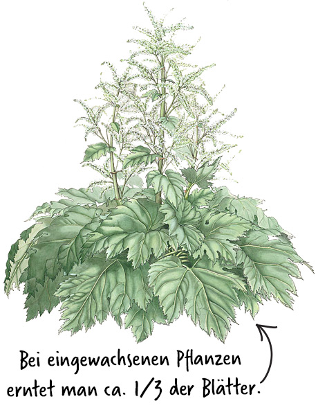 rhabarber ernten ein drittel der blaetter