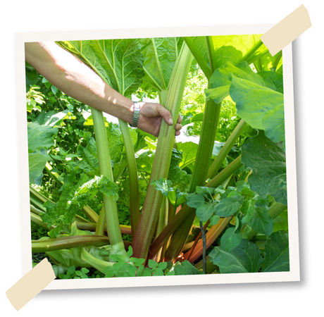 riesiger rhabarber erntereif
