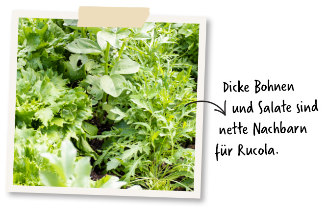 rucola mischkultur salat bohnen