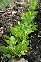 rusola wilde rauke hof jeebel