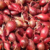 schalotten pflanzanleitung biogartenversand