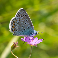 schmetterling_biogarten