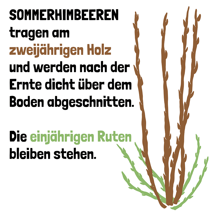 Sommer Himbeere wann schneiden