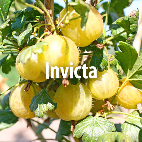 Stachelbeerpflanze Invicta