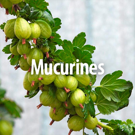 Stachelbeerpflanze Mucurines