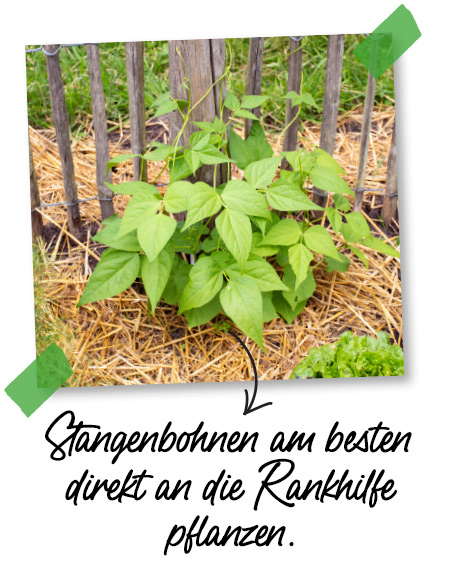 Rankhilfe für Stangenbohnen