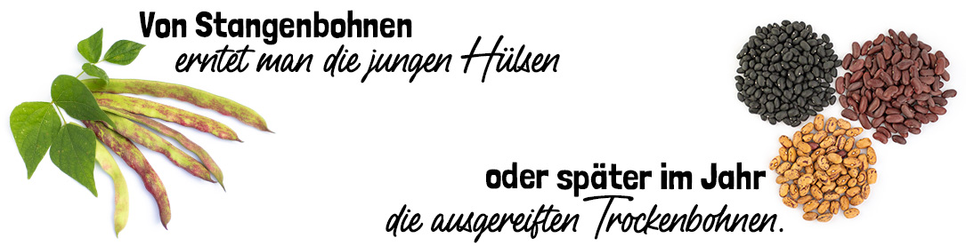Stangenbohnen wann ernten