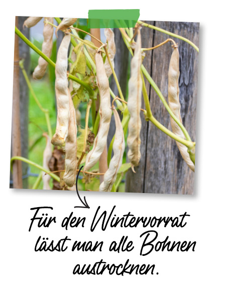 Stangenbohnen wann ernten
