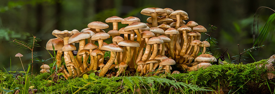 stockschwaemmchen impfstaebchen beimpfen