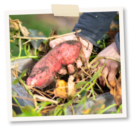 suesskartoffeln anbauen ernten