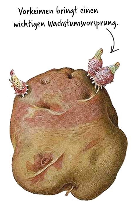 pflanzkartoffeln_vorkeimen