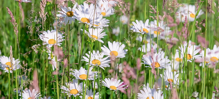 Wildblumen