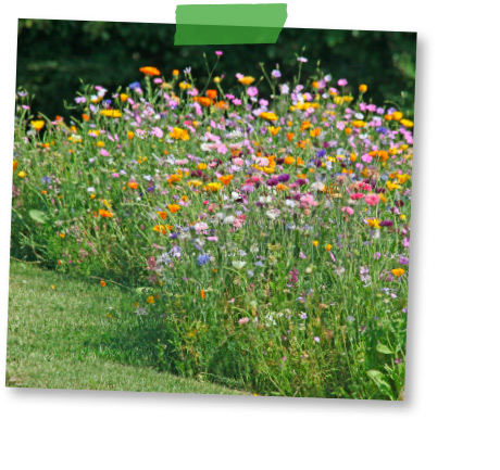 Wildblumenwiese: Robuste Blütenpracht bei wenig Regen