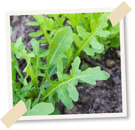 wilde rauke rucola wintergemuese