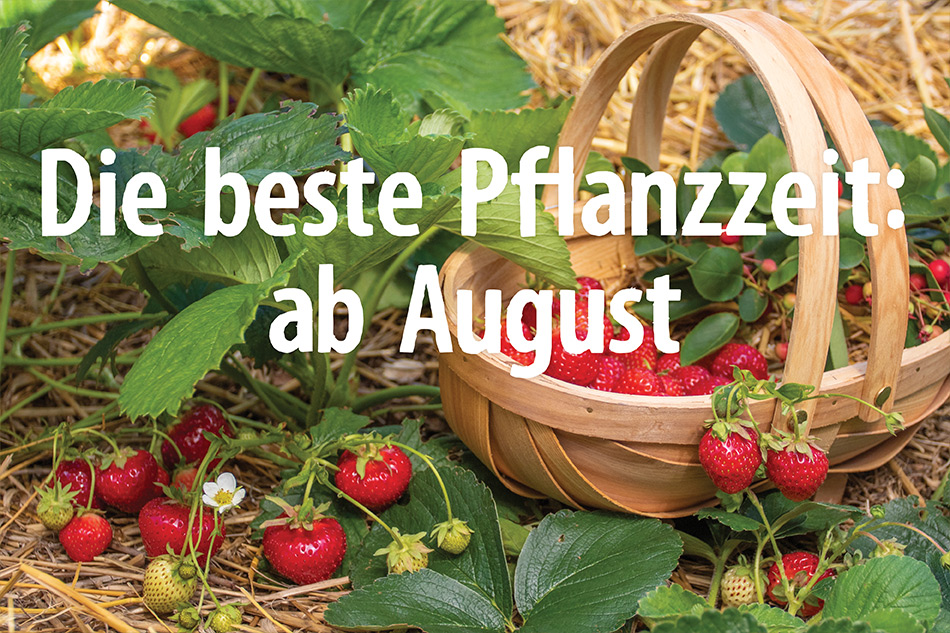 40+ Hof Jeebel Biogartenversand, Wo befindet sich bioland hof jeebel
