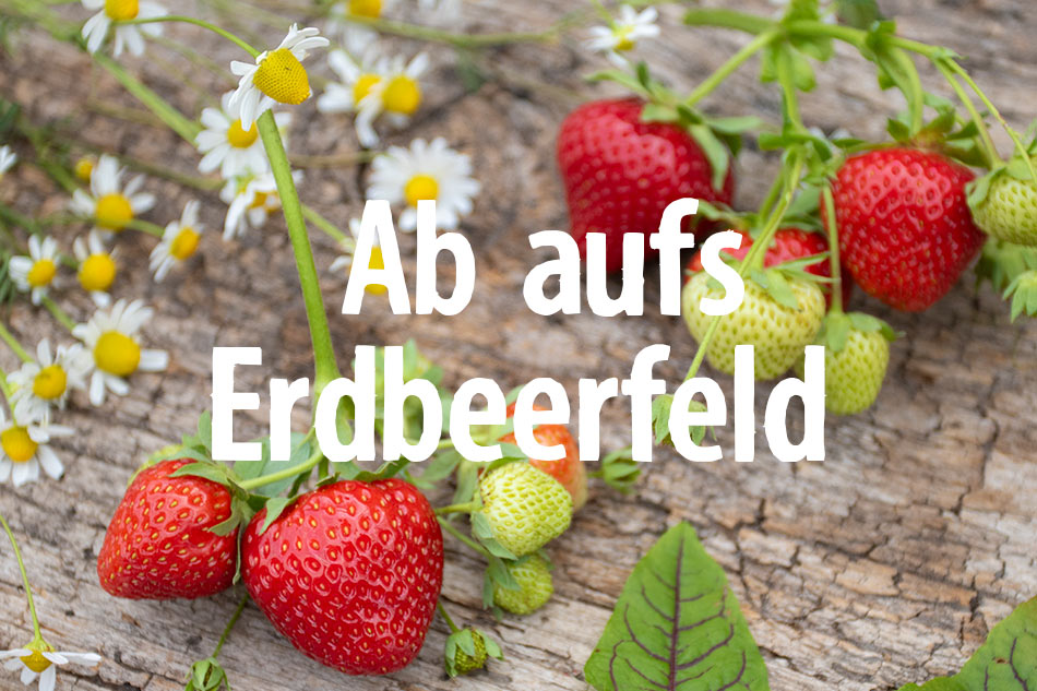 Hof Jeebel Biogartenversand Saatgut, Pflanzen, Pflanzgut, Gartengeräte