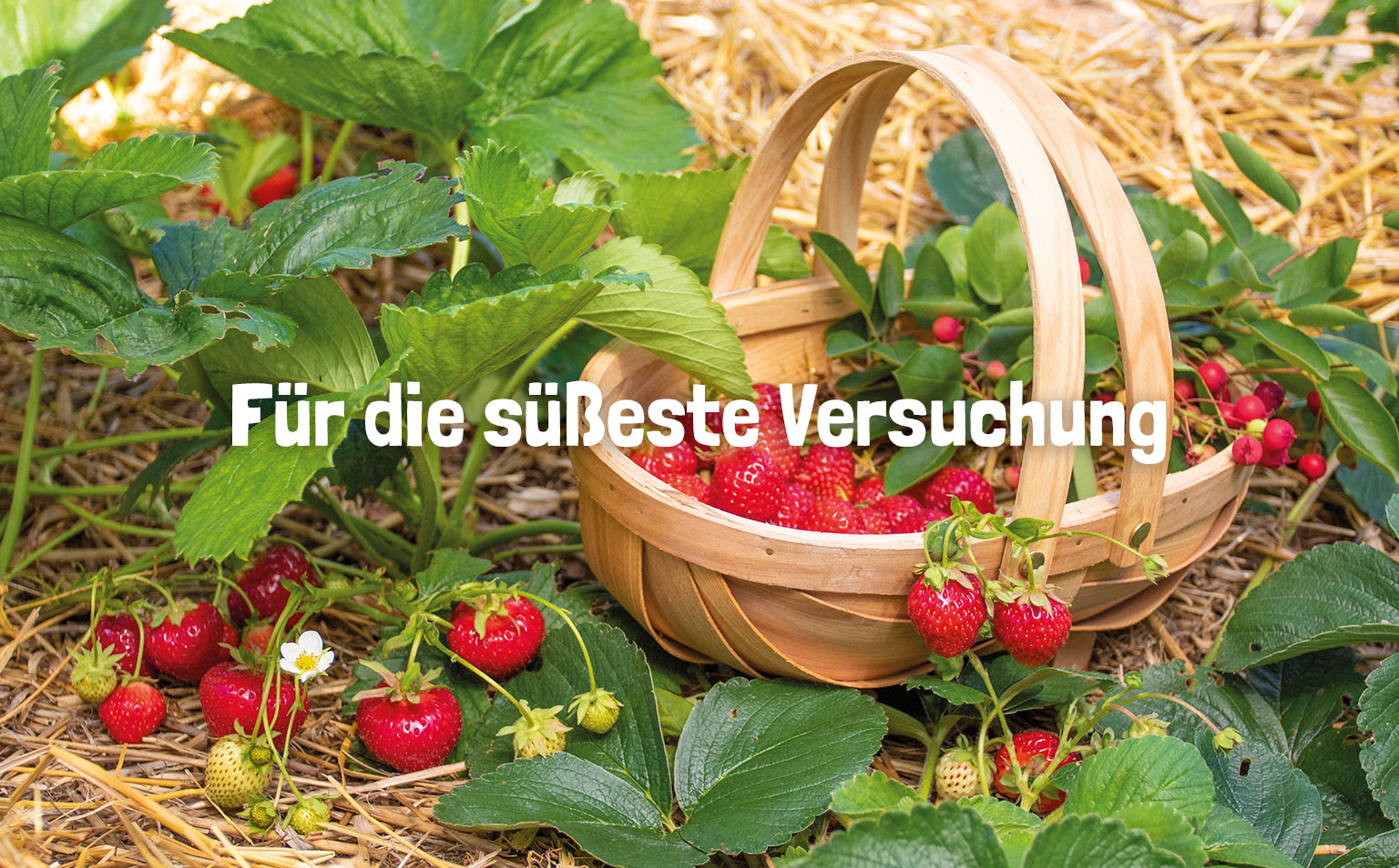 Erdbeerpflanzen