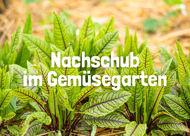 Gemüsepflanzen im Herbst