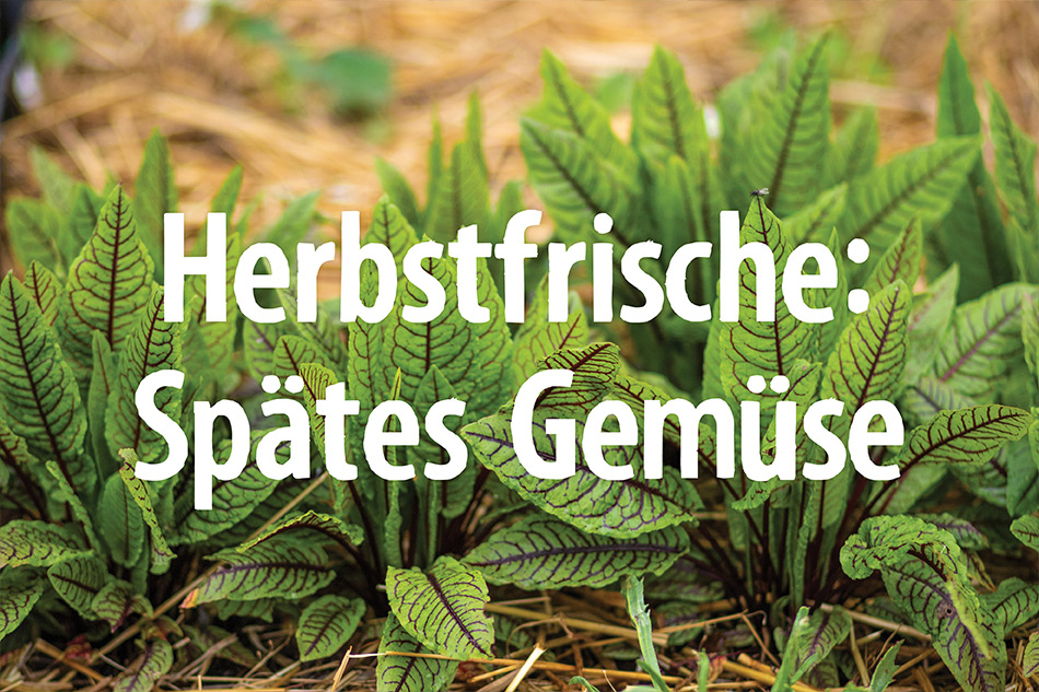 Hof Jeebel | Biogartenversand - Saatgut, Pflanzen, Pflanzgut, Gartengeräte
