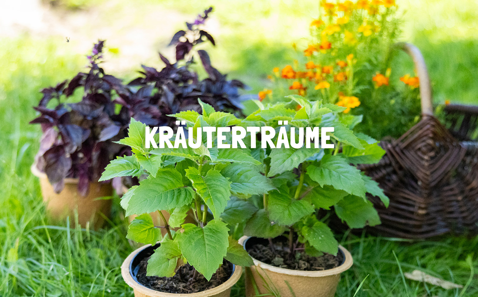 Kräuterträume
