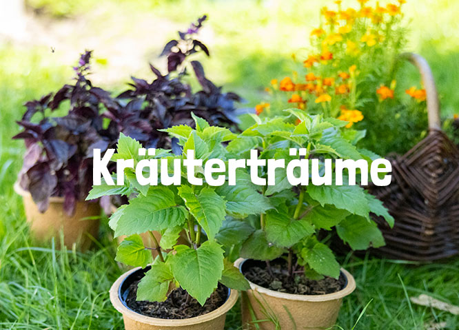 Kräuterträume