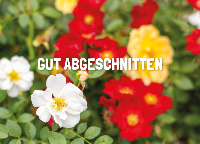 Gartengeräte Scheren