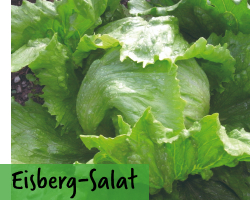 Eisbergsalat