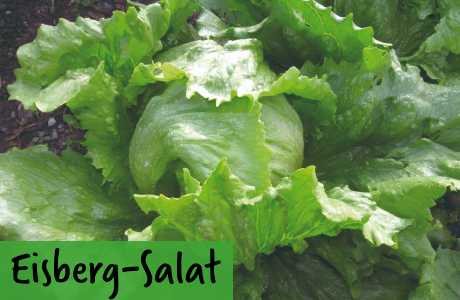 Eisbergsalat