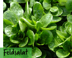 Feldsalat