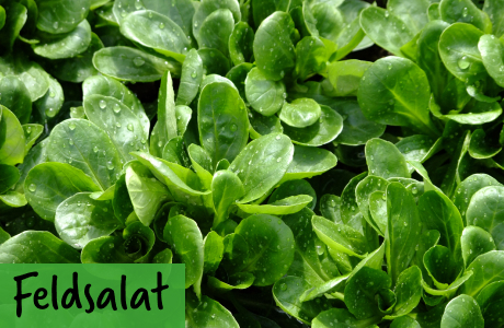 Feldsalat