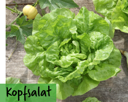 Kopfsalat