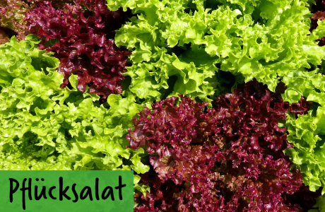 Pflücksalat