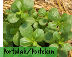 Portulak
