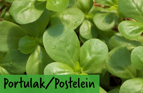 Portulak