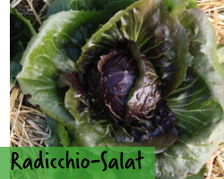 Radicchio