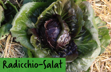 Radicchio