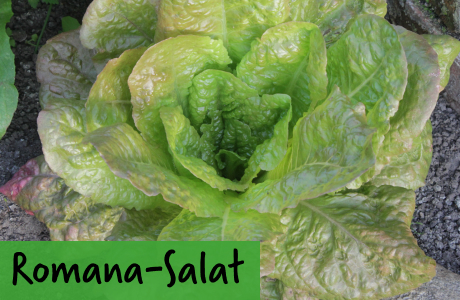 Romana-Salat