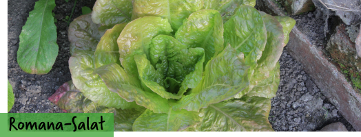 Romana-Salat