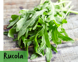 Rucola