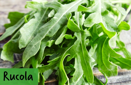 Rucola
