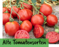 Alte Tomatensorten