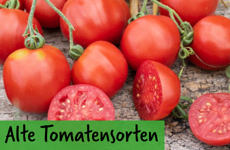 Alte Tomatensorten